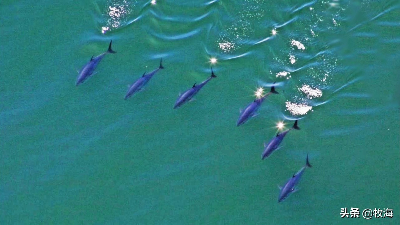 蓝鳍金枪鱼拍出天价,天价蓝鳍金枪鱼切割全过程