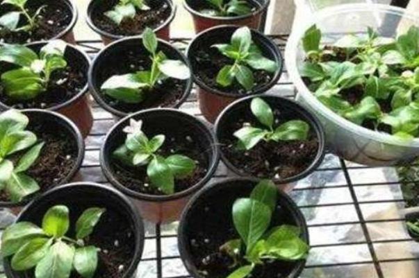 扦插金鱼吊兰的方法和步骤,金鱼吊兰扦插后多长时间能长出根