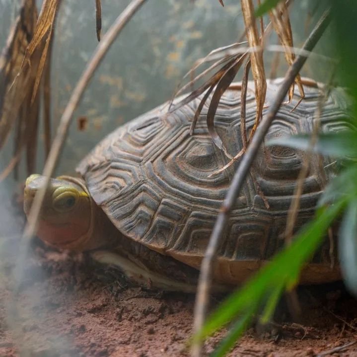 纯手工制作美食甜品,网红甜品推荐前十名制作方法