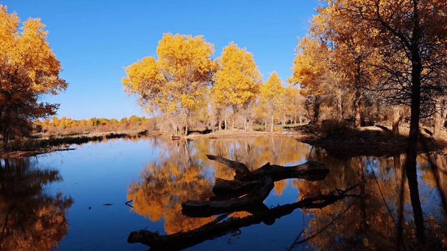 胡杨林旅游区道歉,额济纳胡杨林门票免费及优惠政策