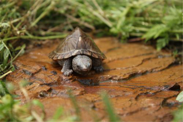 耐养便宜的小宠物有哪些,耐养便宜冷门小宠物