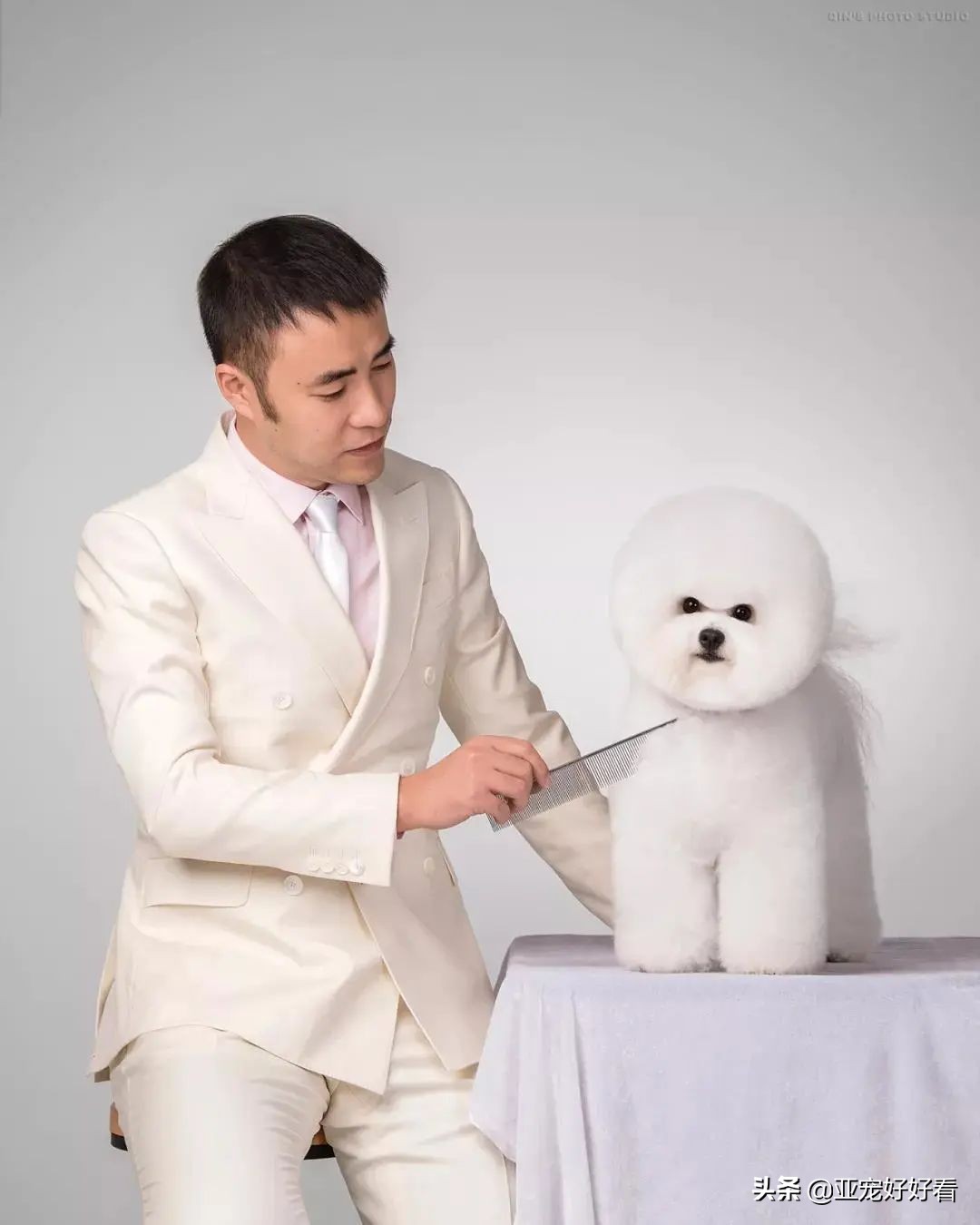 亚宠云课堂,比熊犬赛级妆造型