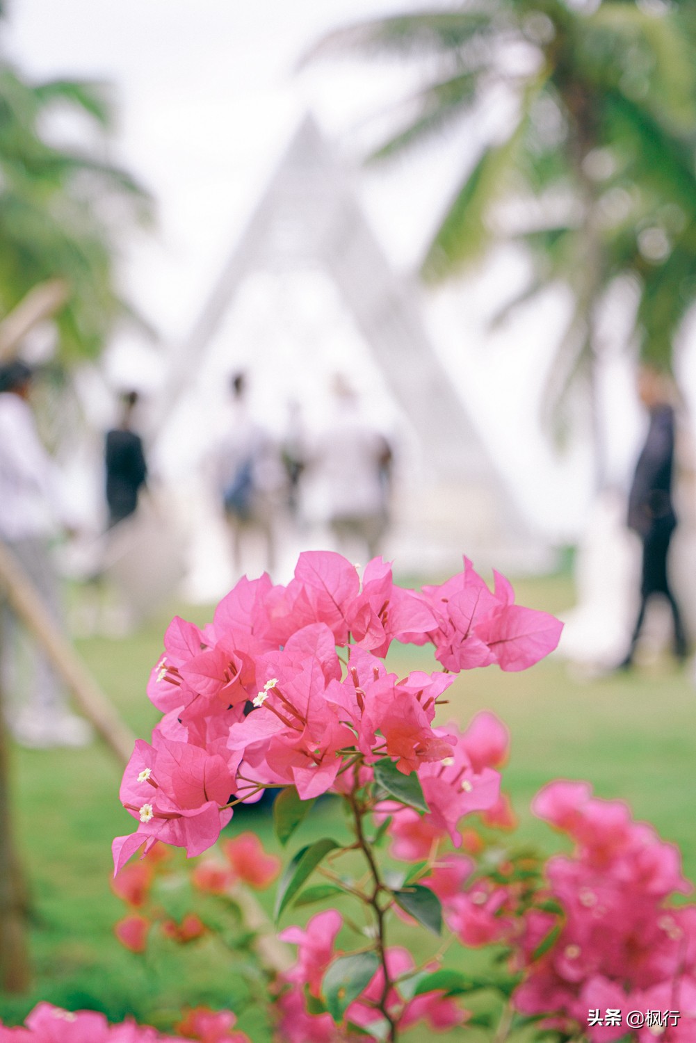 被猴子袭击，门票昂贵，拍照被轰，被我全程吐槽的三亚到底值不值