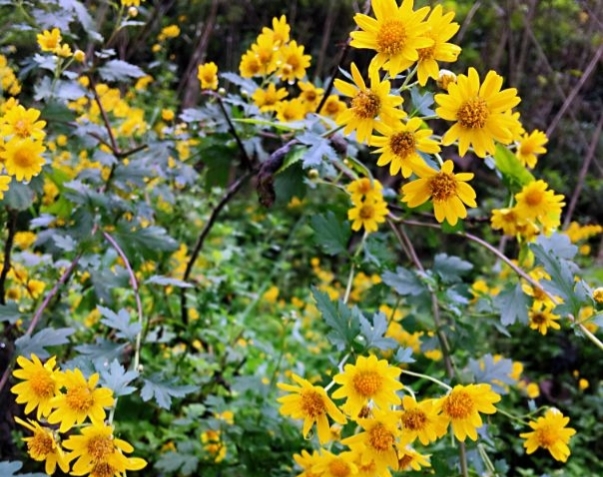 中药野菊花功用,每日中药