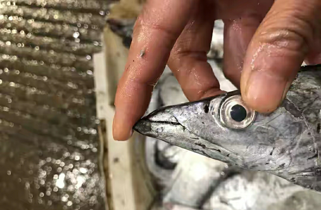 买带鱼黄眼睛和黑眼睛哪种最好,带鱼是黄眼睛好还是黑眼睛好吃