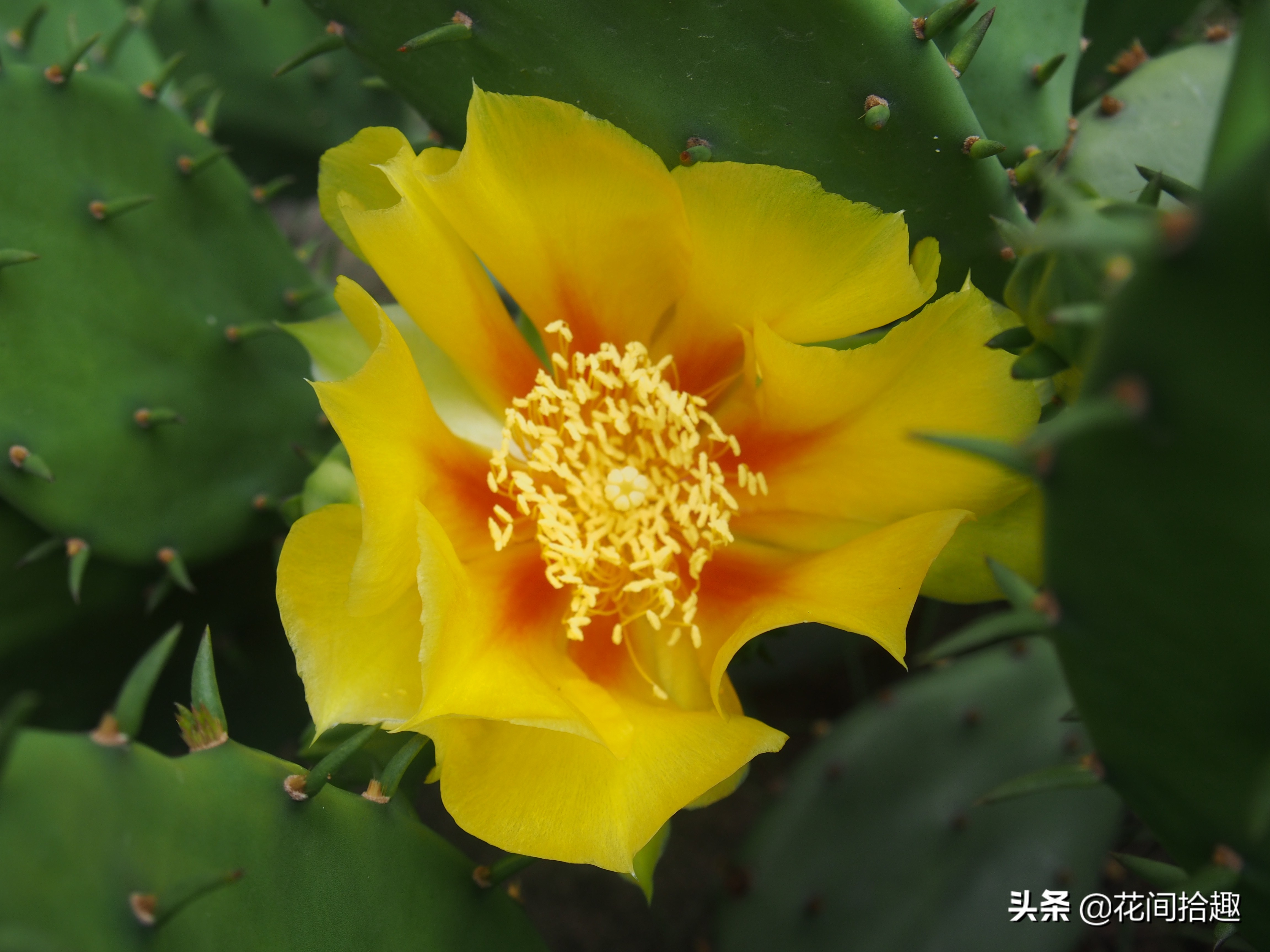 万重山仙人掌属于多肉植物吗,万重山多肉植物仙人掌易养