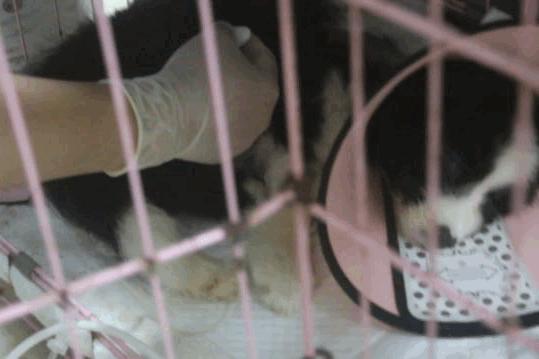 卡布：来自一只三个月大的边境牧羊犬，一封遗留在人间的草稿