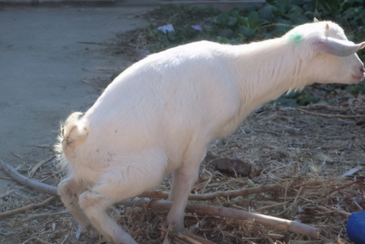 羊尿不出来尿怎么治疗？快速治羊尿不出尿，这里有方法