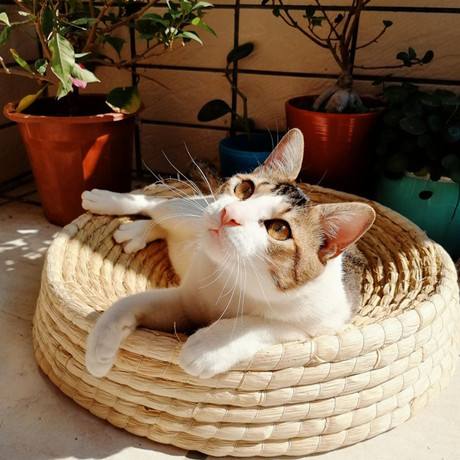 猫咪不爱进屋里该怎么办,猫窝我买回来猫咪不肯进怎么办