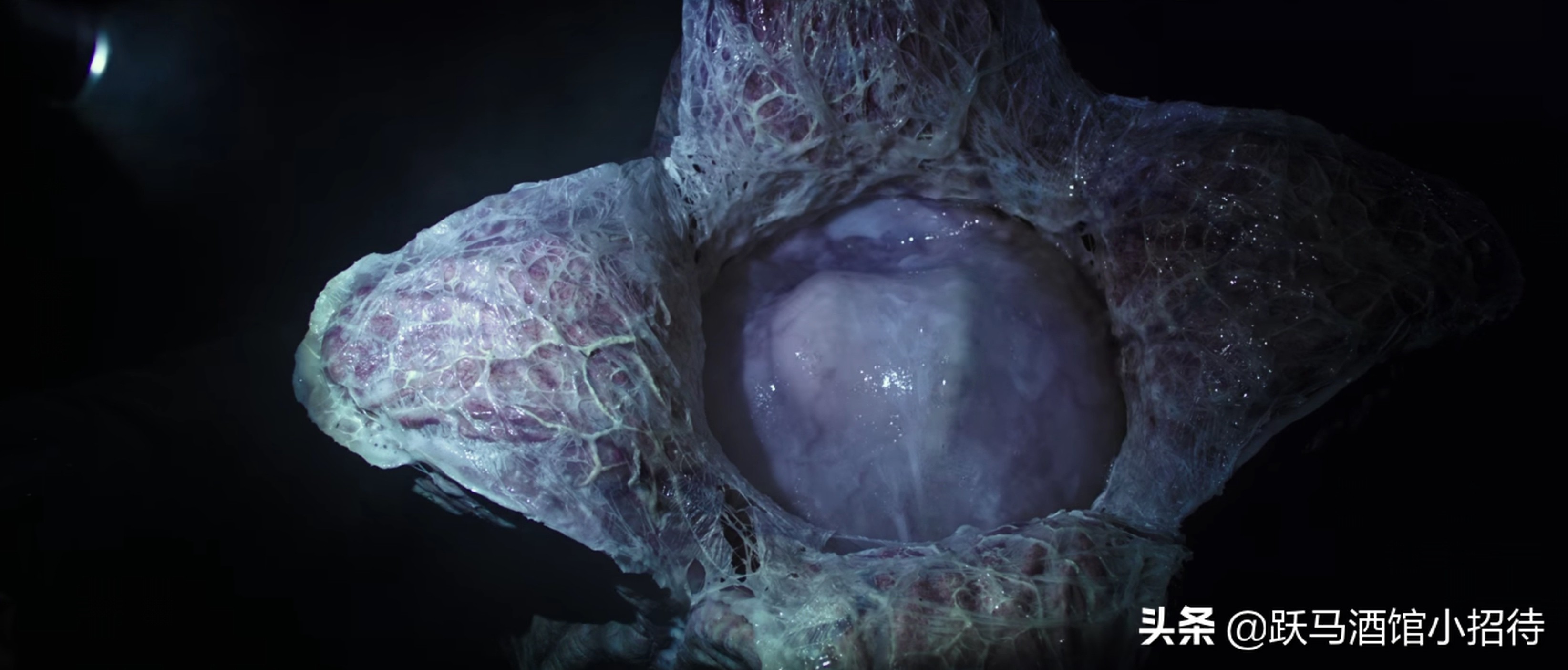 异形抱脸虫交替过程,异形抱脸虫种类