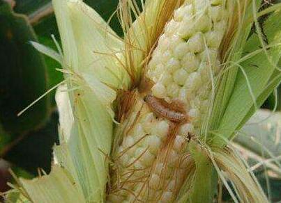 玉米好多钻心虫，农民这几招太管用了