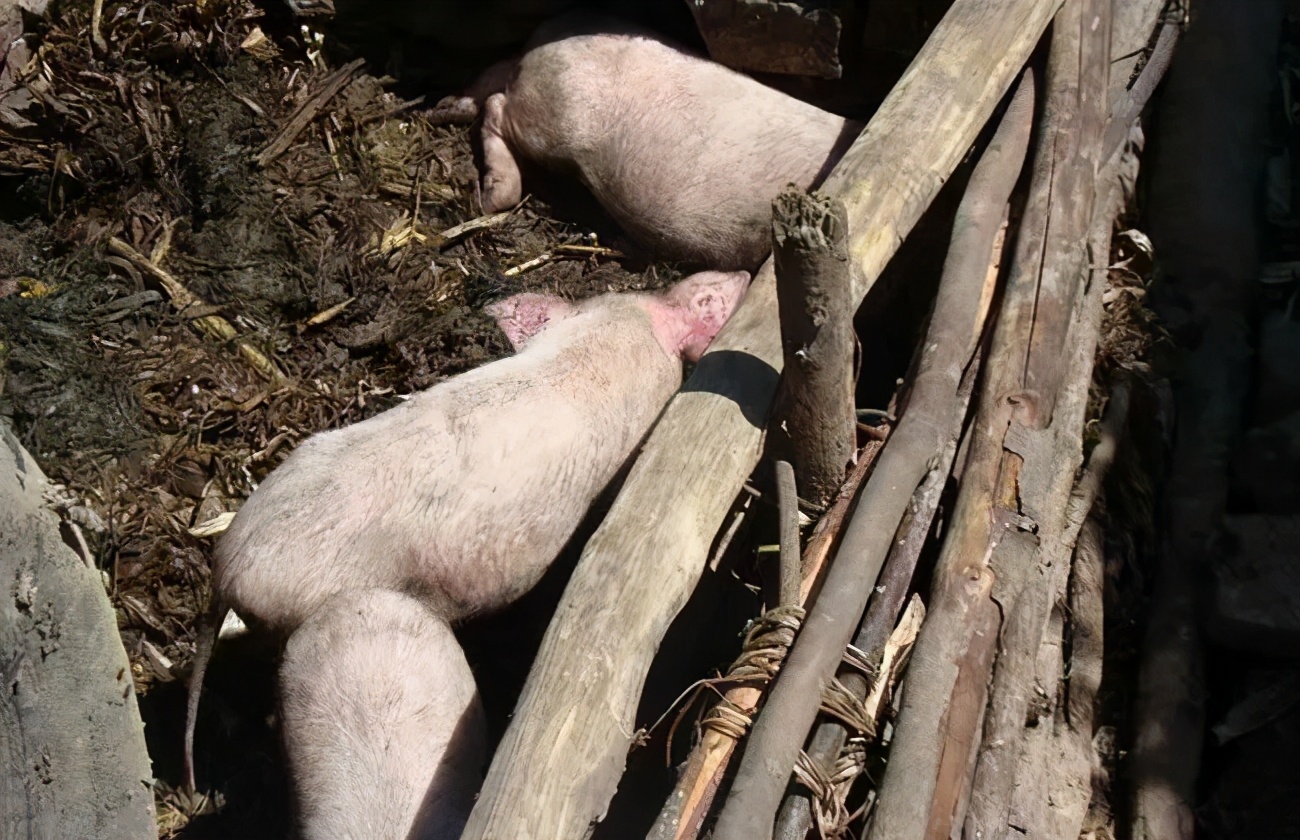 生猪价格进入深水区,生猪价格破9冲10