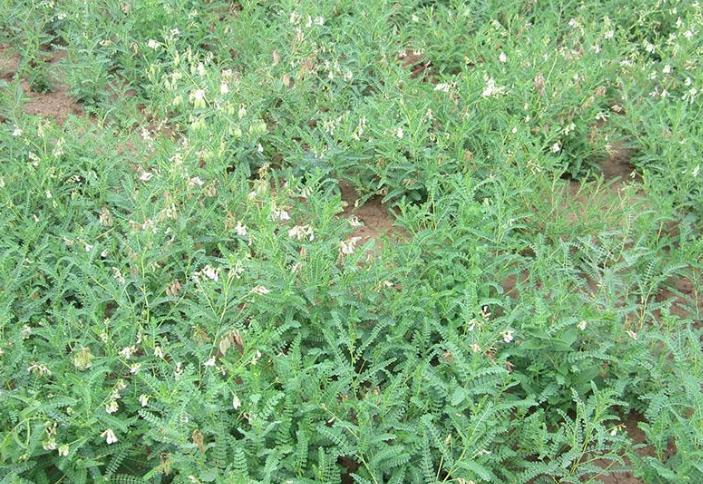 刺椒与黄芪复合种植，种植户需记住这些管理方法，及病虫害防治