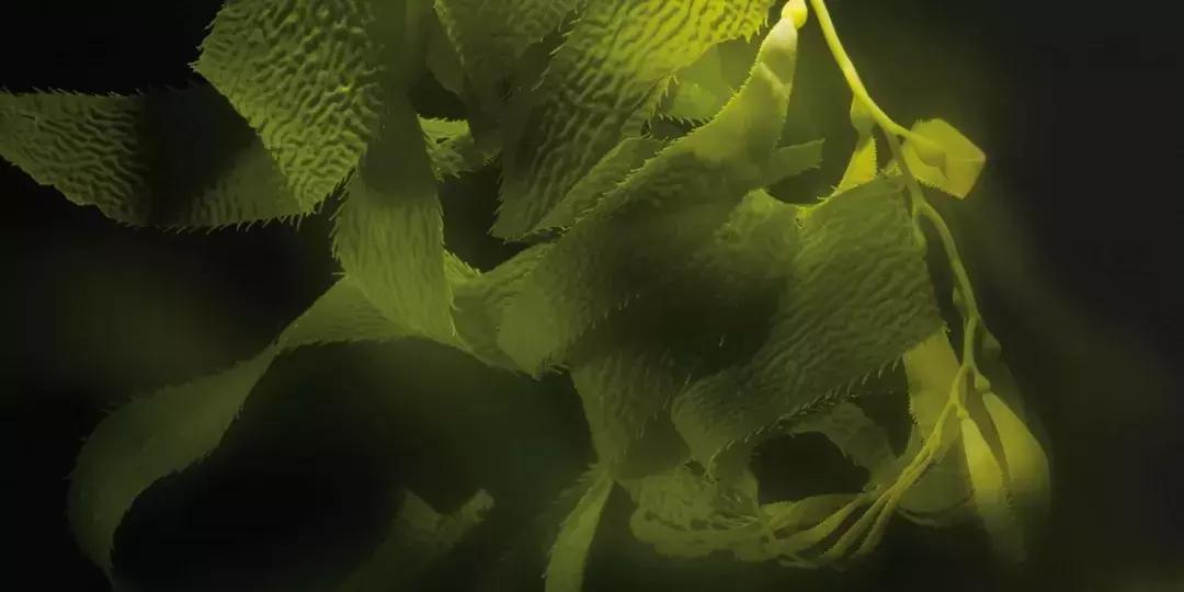 爆款新品lamer海蓝之谜,laprairie和海蓝之谜