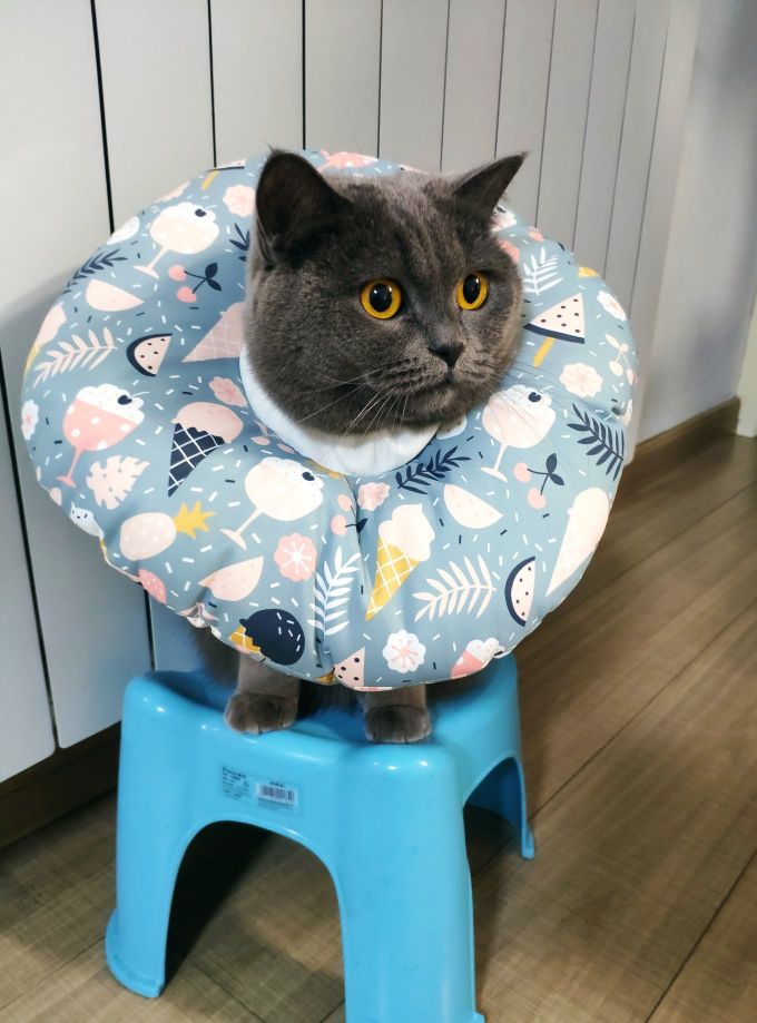 收留一年多的蓝猫好养吗,为什么蓝猫领养回来不吃不喝