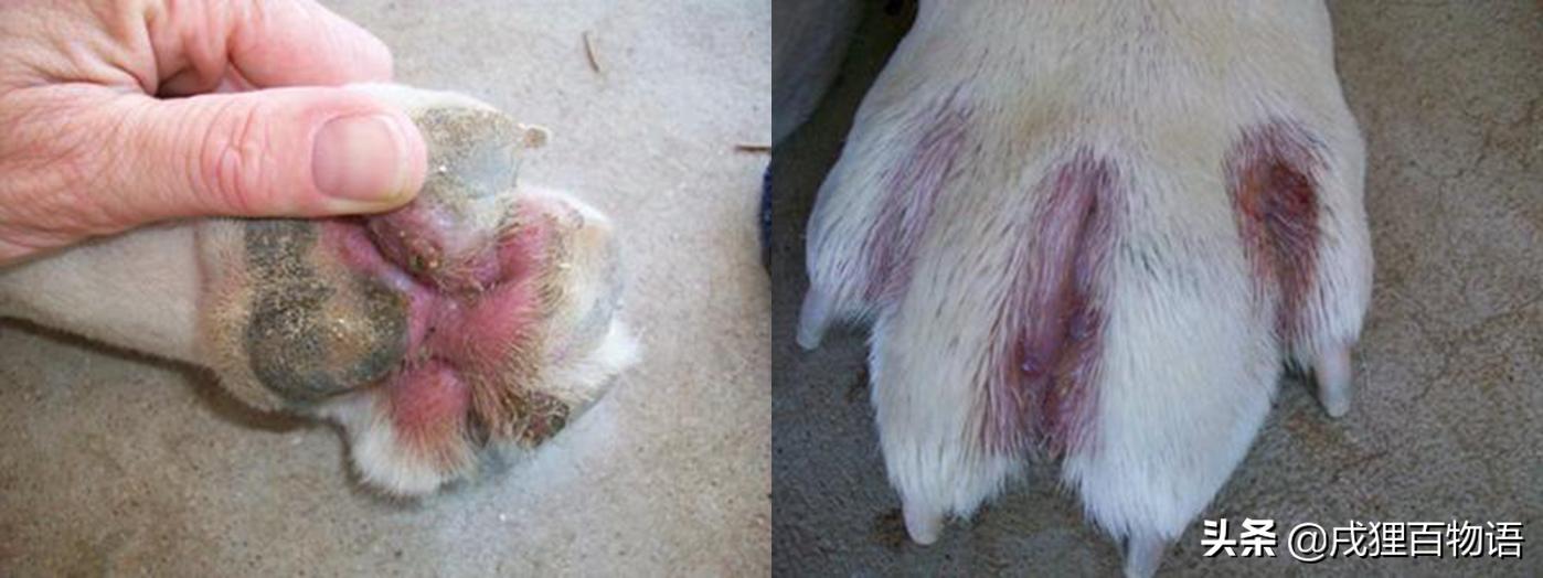 宠物皮肤病有哪些鉴别方法,宠物皮肤病怎么测试是哪种