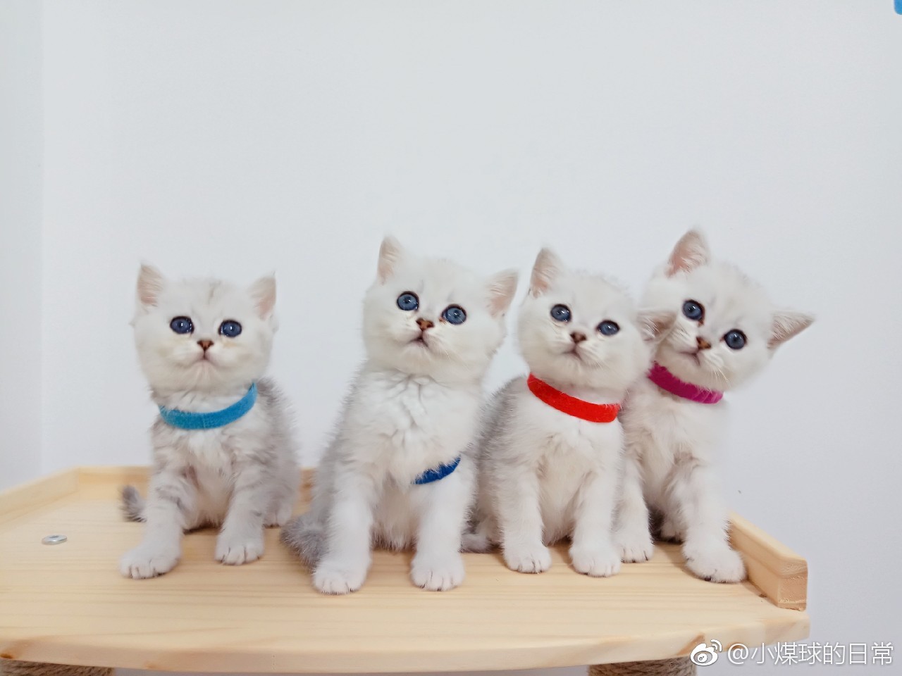 宠物医院到底坑不坑老李,成都不坑的宠物医院