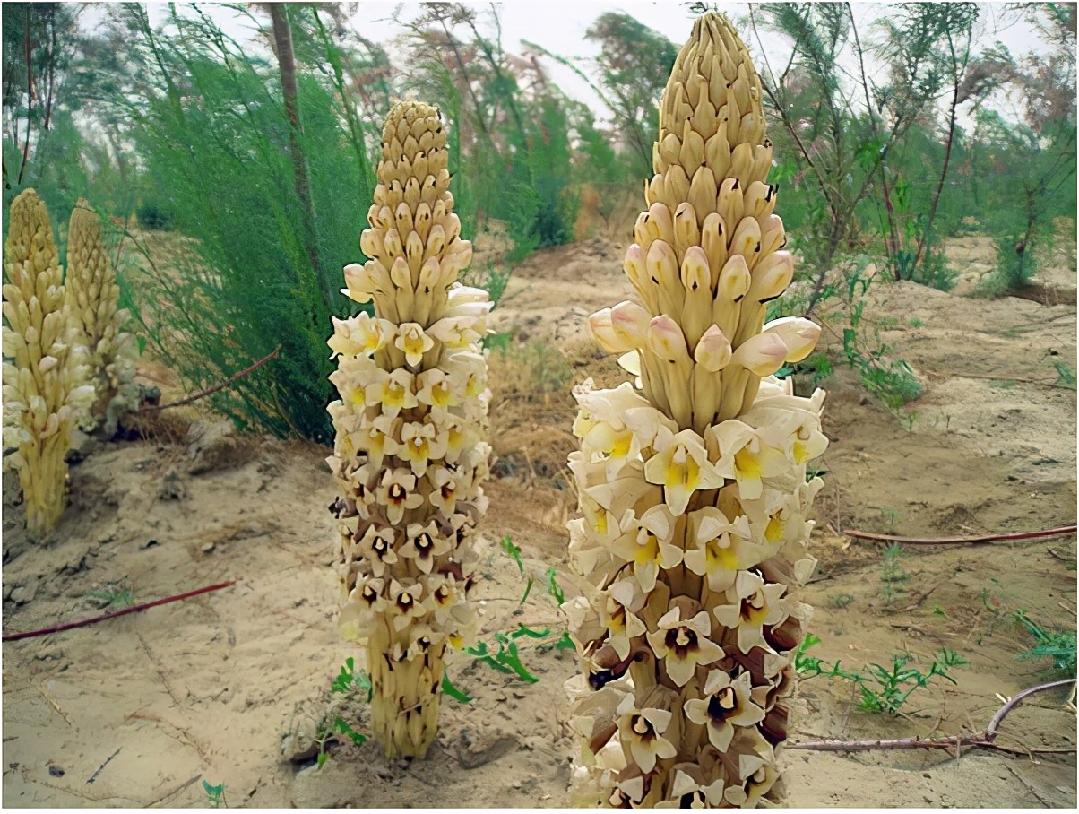 淇濆瓨鍗佸嚑骞寸殑閲庣敓鑲夎媮钃夊灏戝厓 (鍒氭寲鍑虹殑閲庣敓鑻佽搲浠锋牸)