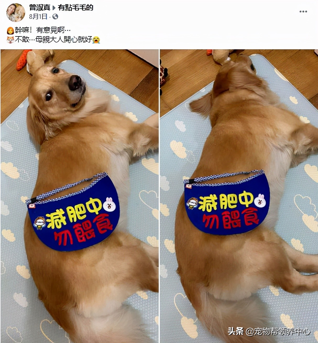 胖金毛最后减肥成功,金毛被迫减肥完整视频