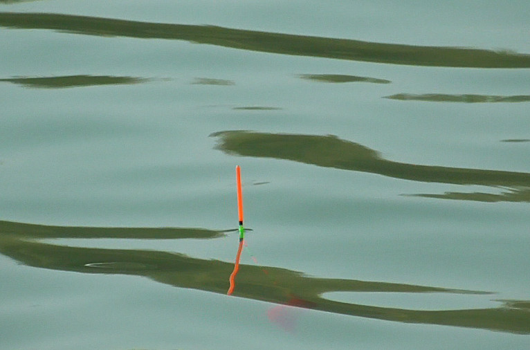 梅州钓法钓鲮鱼钩距多少,钓鲮鱼正确的吃口信号