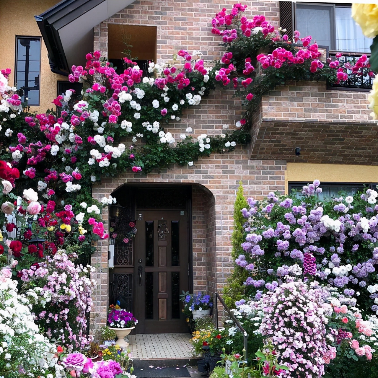 这“38种花”，当你开始收集品种时，你已入坑颇深