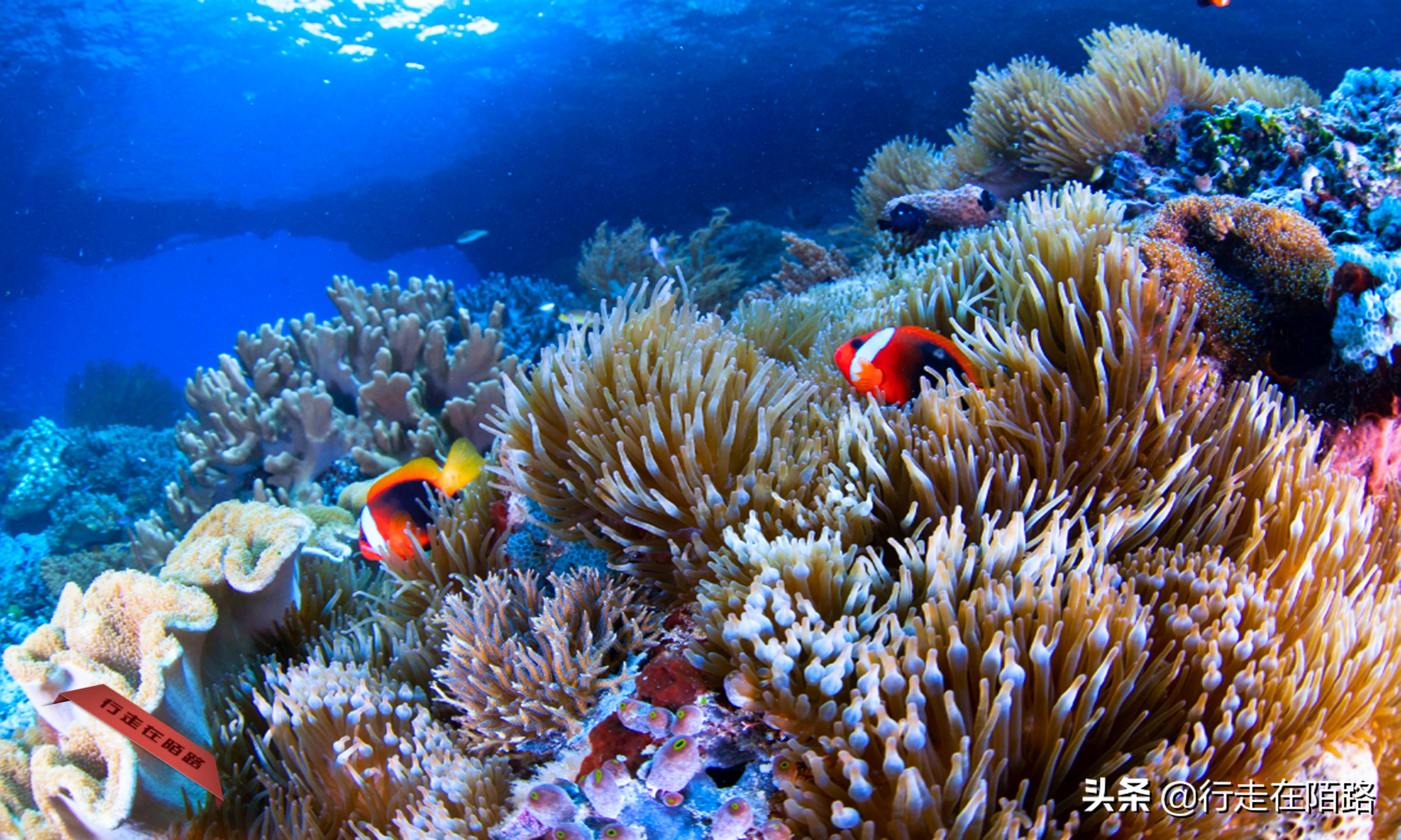 印度尼西亚四王岛旅游费用,四王岛和帕劳哪个好