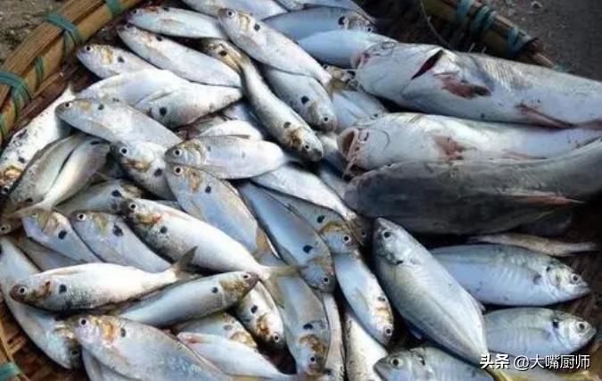 什么海鱼好养又好吃,既能吃又能养的海鱼