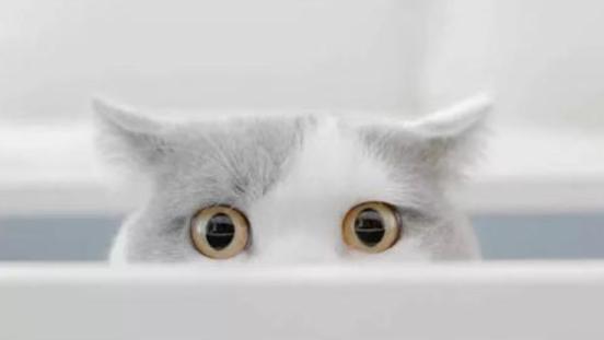 猫咪总是看窗外是什么原因呢,猫咪盯着窗外看