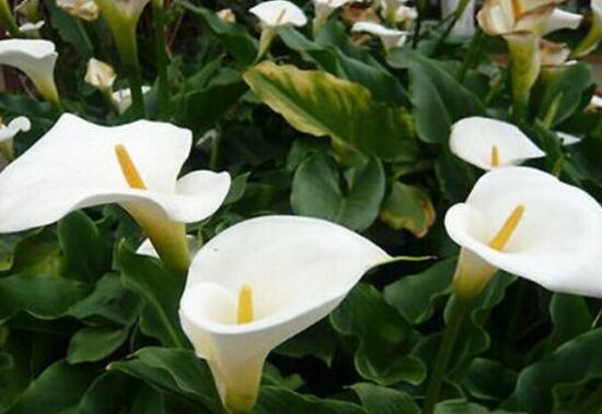 马蹄莲的养殖方法和注意事项,马蹄莲养殖技术方法和注意事项