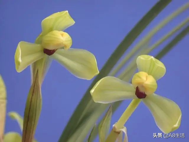 汪字兰花历史,汪姓文化传承