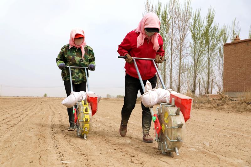 【决战决胜脱贫攻坚·动力之源】民勤县南湖镇：3000亩茴香种植基地耕种忙