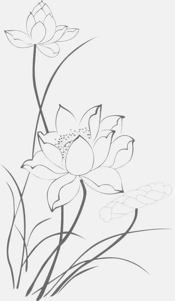 工笔荷花的各种形态白描稿,小六尺荷花工笔白描画稿
