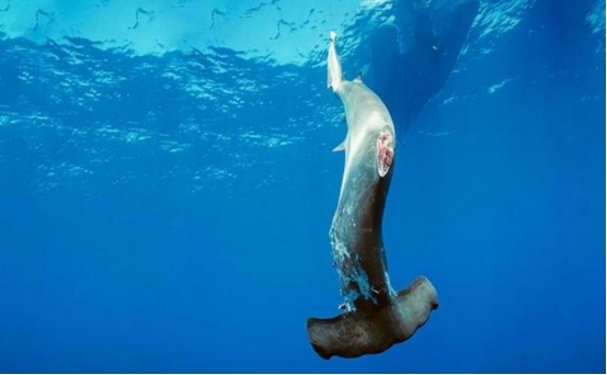 哥伦比亚最新抓捕消息,哥伦比亚抓捕犯