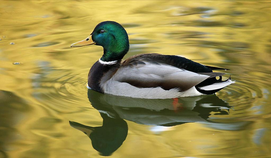 百年神庙,陕西百年寺庙能让洪水绕道而行