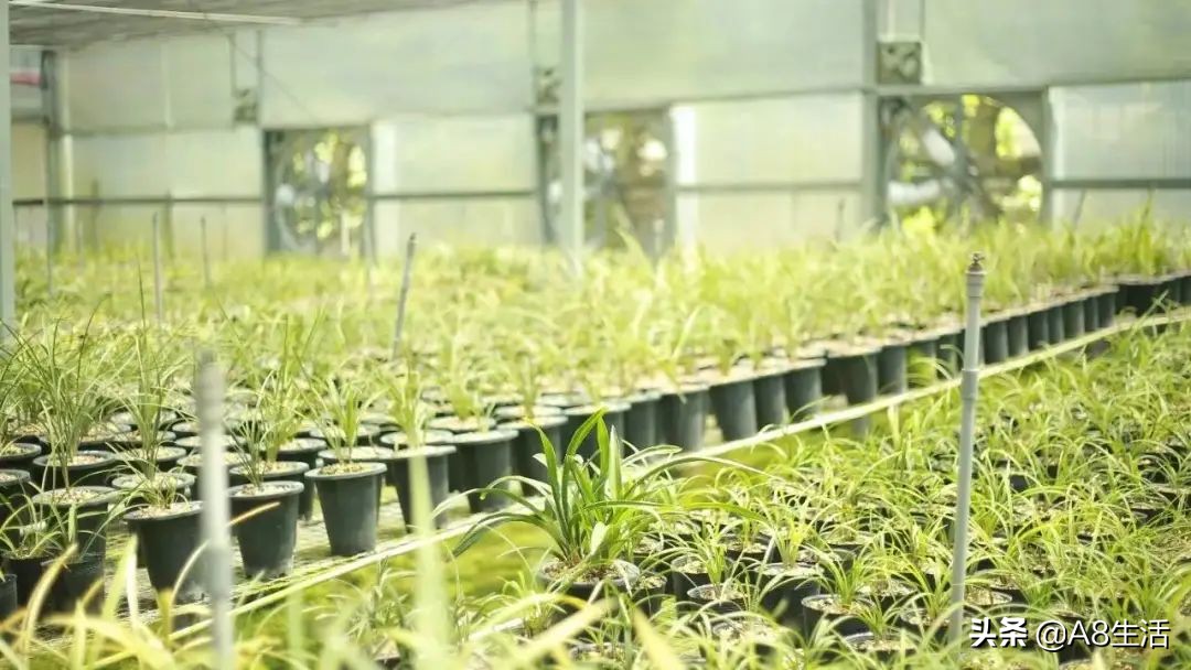 十月份兰花管理措施,兰花发新芽怎么养护