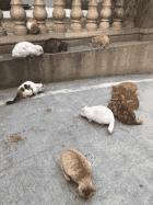 猫咪走失了怎么办？小编头秃整理的方法，试试灵不灵