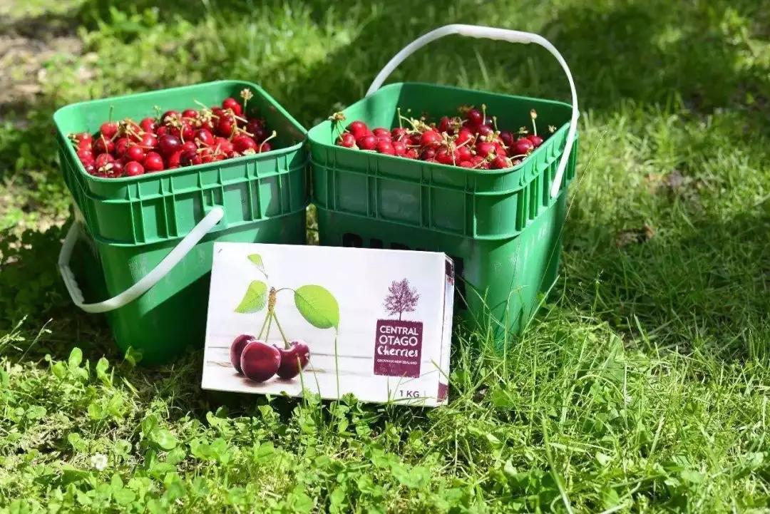 curico智利车厘子,智利车厘子为什么贵