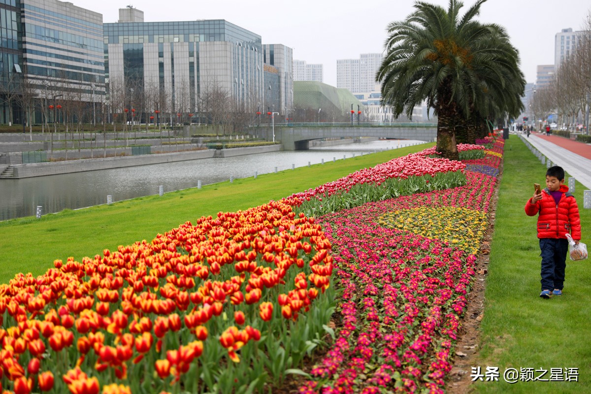 郁金香鲜花香味,郁金香鲜花诗情画意