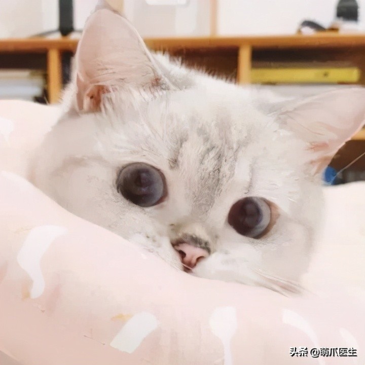 给猫挤黑头，结果挤出5颗“白色米粒”……