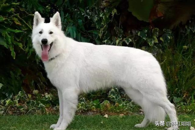 白色德牧和萨摩耶杂交犬,萨摩耶犬德牧