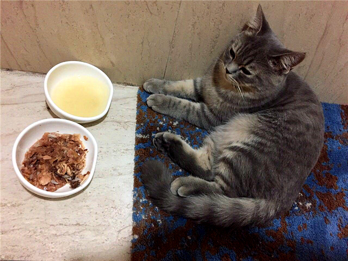 新手养猫科学纠正猫咪不良行为,分享养猫咪日常生活习惯的铲屎官