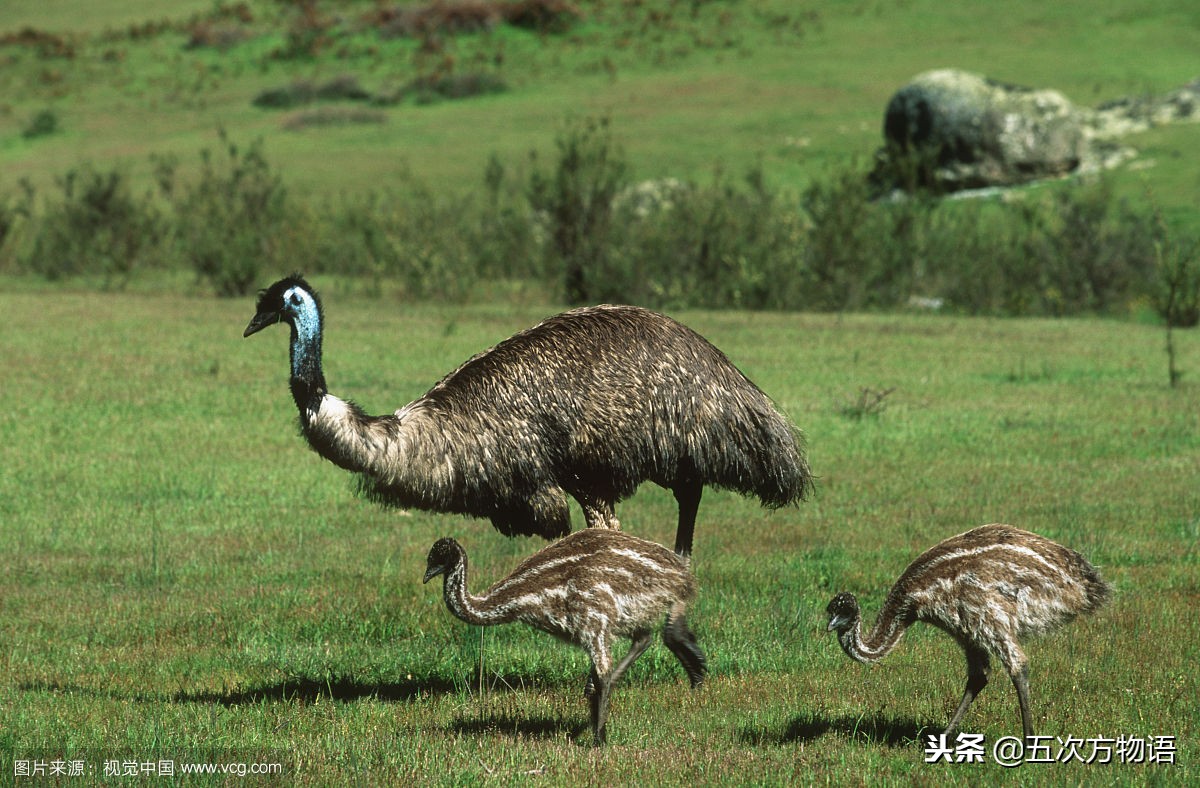 非洲鸵、澳洲鸵、美洲鸵和鹤鸵，傻傻分不清