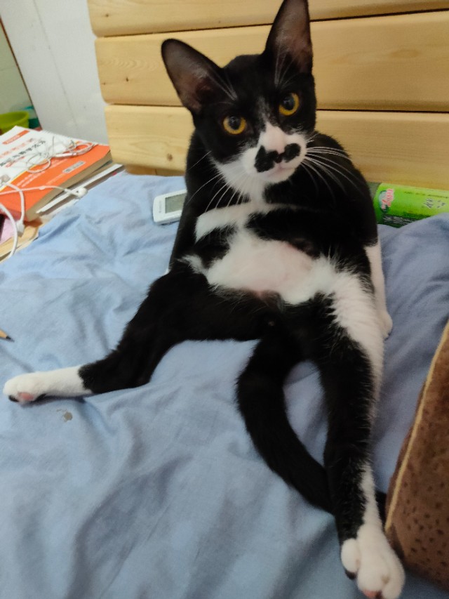 猫咪生病怎么办最有效的方法,问一下猫咪如果生病了该怎么办