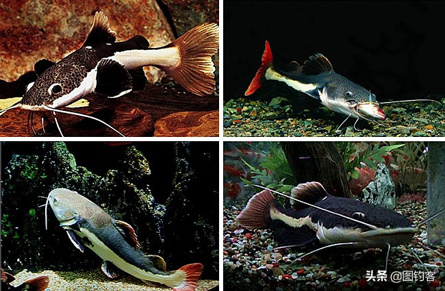 巨型招财猫红尾鲶国外,招财猫亚马逊河流