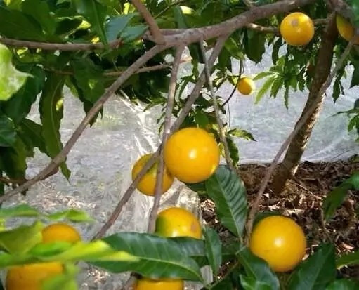 黄晶果种植前景如何,黄晶果的种植技术和适宜气候条件