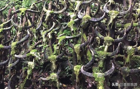 北京到云南普洱自驾游攻略,普洱周边自驾游必去景点有哪些