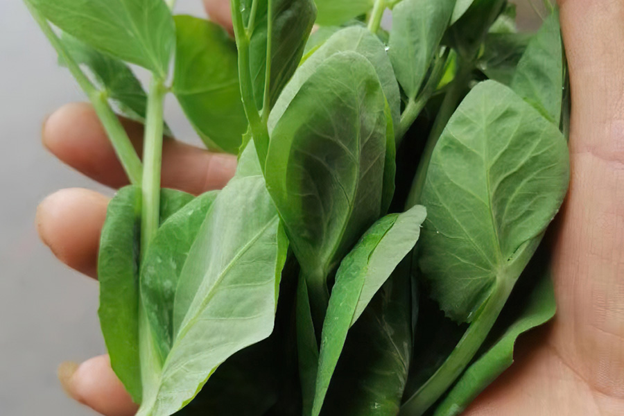 南方人吃龙须菜,南方人吃龙须