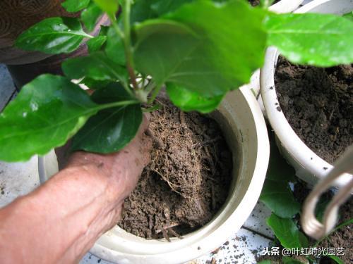 花卉肥害伤根怎么补救,花卉肥害用什么药