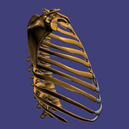 身体太厚是胖吗,身体很胖可是还是很虚是什么原因