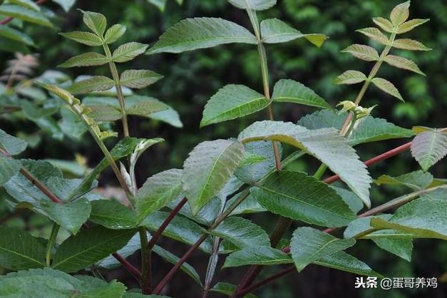 养鸡的十大妙招有哪些,养鸡的秘诀